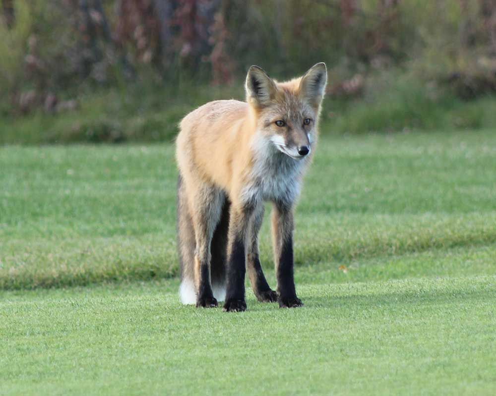 Golf ball thief